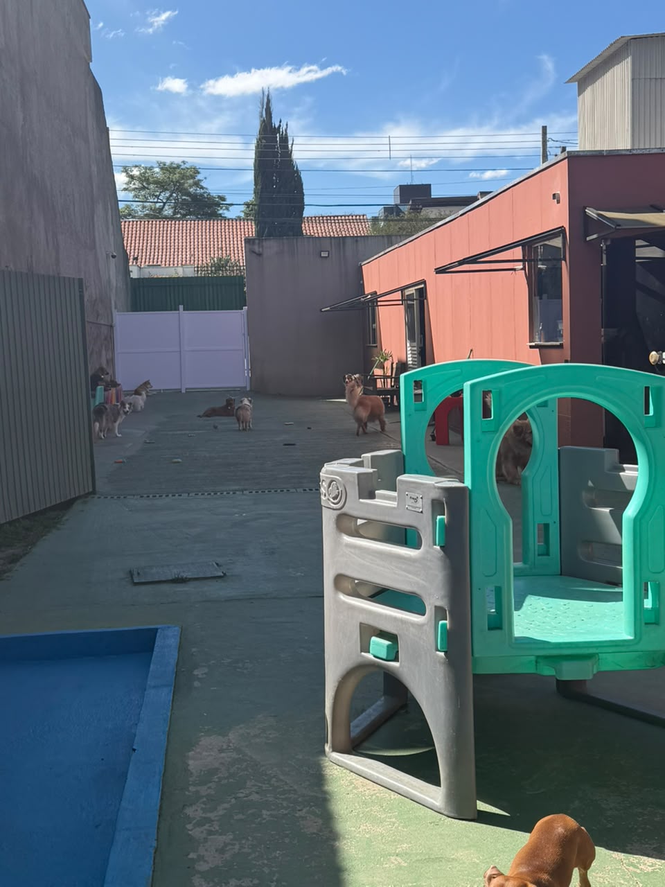 Pet do Green Dogs